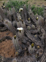 Trichocereus deserticola