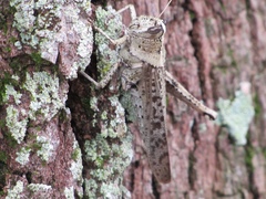 Schistocerca rubiginosa