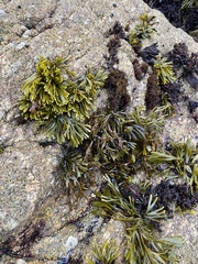Pelvetiopsis limitata