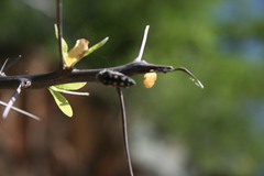 Acmaeodera gibbula