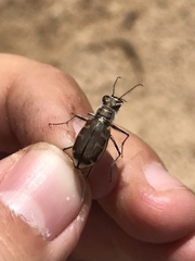 Cicindela hirticollis
