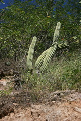 Pachycereus pecten-aboriginum