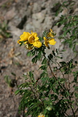 Senna pallida
