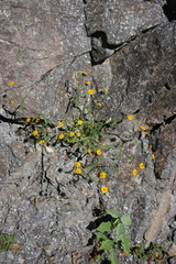 Simsia amplexicaulis