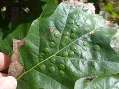 Taphrina caerulescens