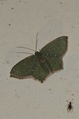 Chloropteryx tepperaria