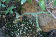 Opuntia pubescens