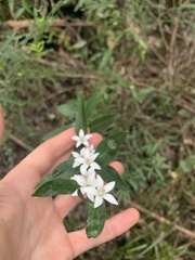 Crowea angustifolia