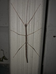 Diapheromera femorata