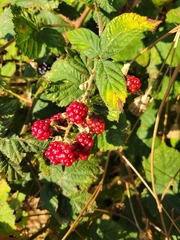 Rubus bifrons