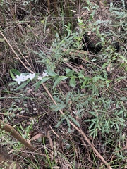 Crowea angustifolia