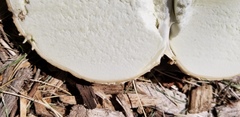 Mycenastrum corium
