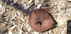Mycenastrum corium