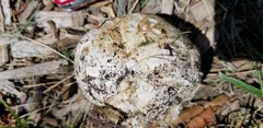 Mycenastrum corium