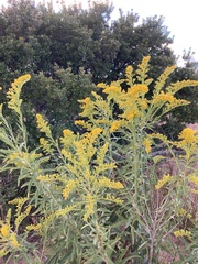 Solidago sempervirens