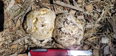 Mycenastrum corium