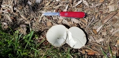Mycenastrum corium