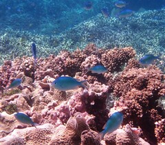 Chromis atripectoralis
