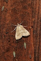 Glaphyria sesquistrialis