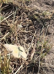 Colias philodice