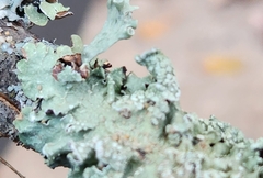 Flavopunctelia flaventior