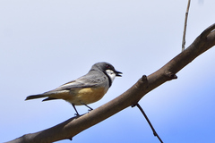 Pachycephala rufiventris