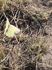 Colias philodice