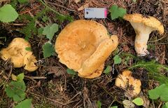 Lactarius alnicola