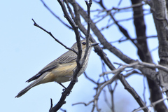 Pachycephala rufiventris