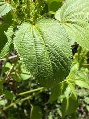 Acalypha ostryifolia
