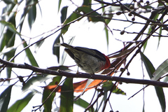 Myzomela sanguinolenta
