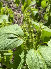 Acalypha ostryifolia