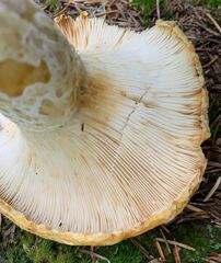 Lactarius alnicola