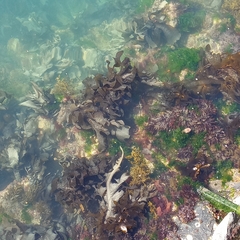 Undaria pinnatifida
