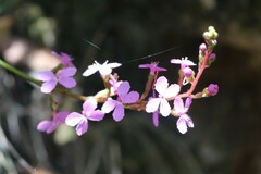 Stylidium graminifolium