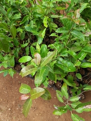 Ficus virens virens