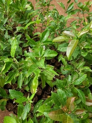 Ficus virens virens