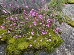 Utricularia multifida