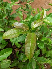 Ficus virens virens