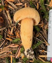 Chroogomphus tomentosus