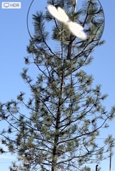 Pieris rapae