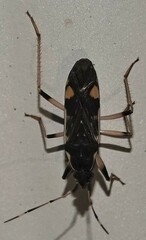 Dieuches armatipes