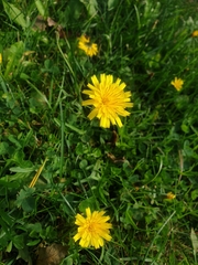 Taraxacum officinale