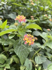 Lantana camara