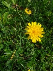 Taraxacum officinale