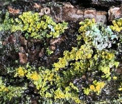 Vulpicida pinastri