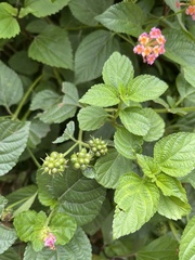 Lantana camara
