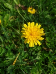 Taraxacum officinale