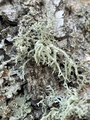 Evernia mesomorpha