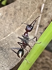 Myrmecia regularis